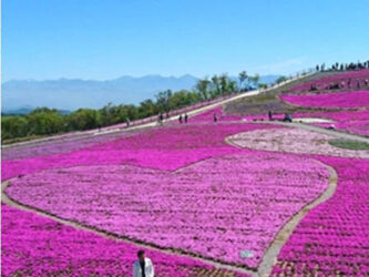 茶臼山高原芝桜